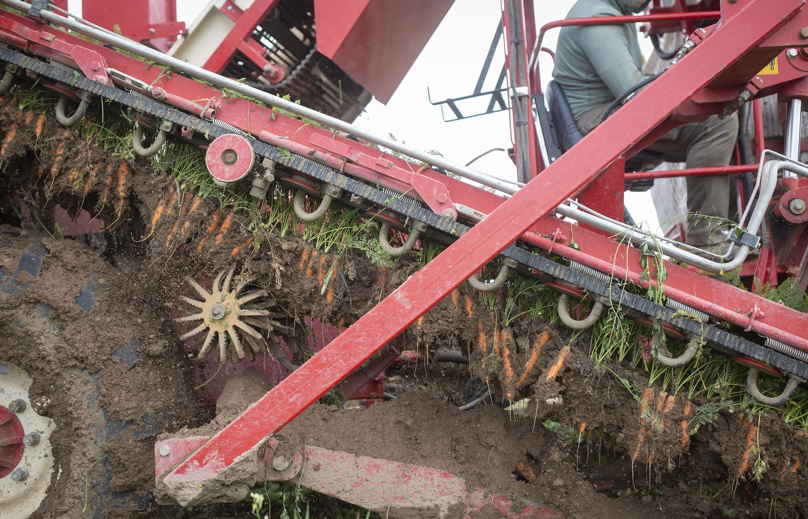 Coronavirus: de la tierra a la mesa