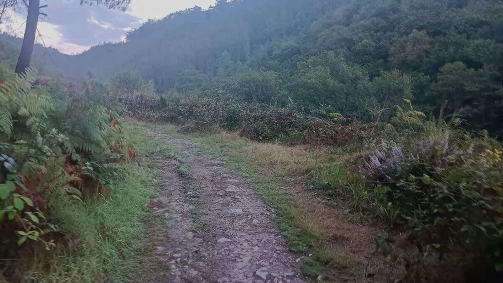 La tercera etapa, en su primer tramo, sigue un antiguo camino medieval mientras se interna en un denso bosque