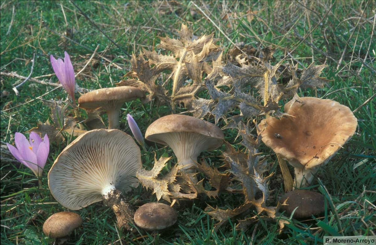 Seta de cardo (pleutorus eryngii)