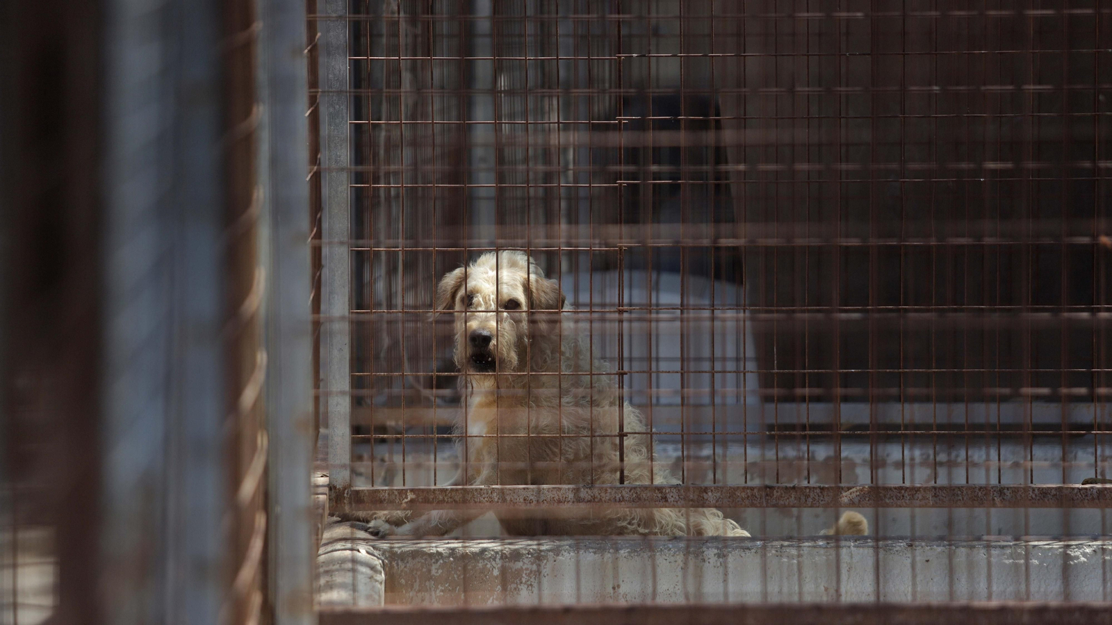 Fotos de la Protectora de Animales y Plantas de Algeciras