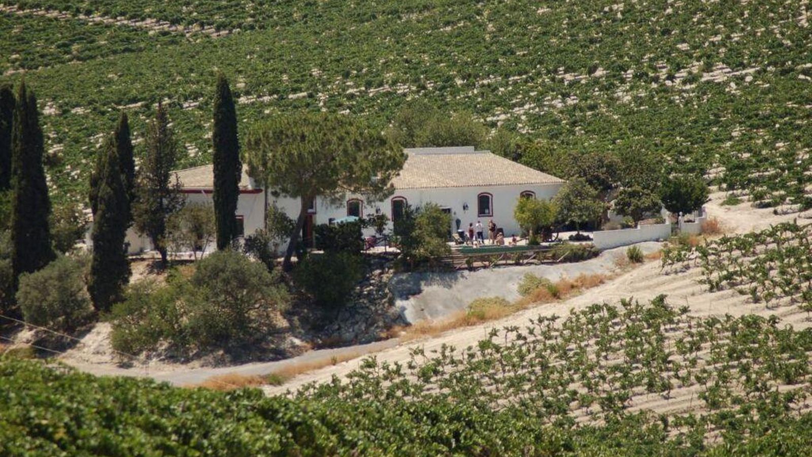 El viñedo de la bodega de Jerez más pequeña del mundo.