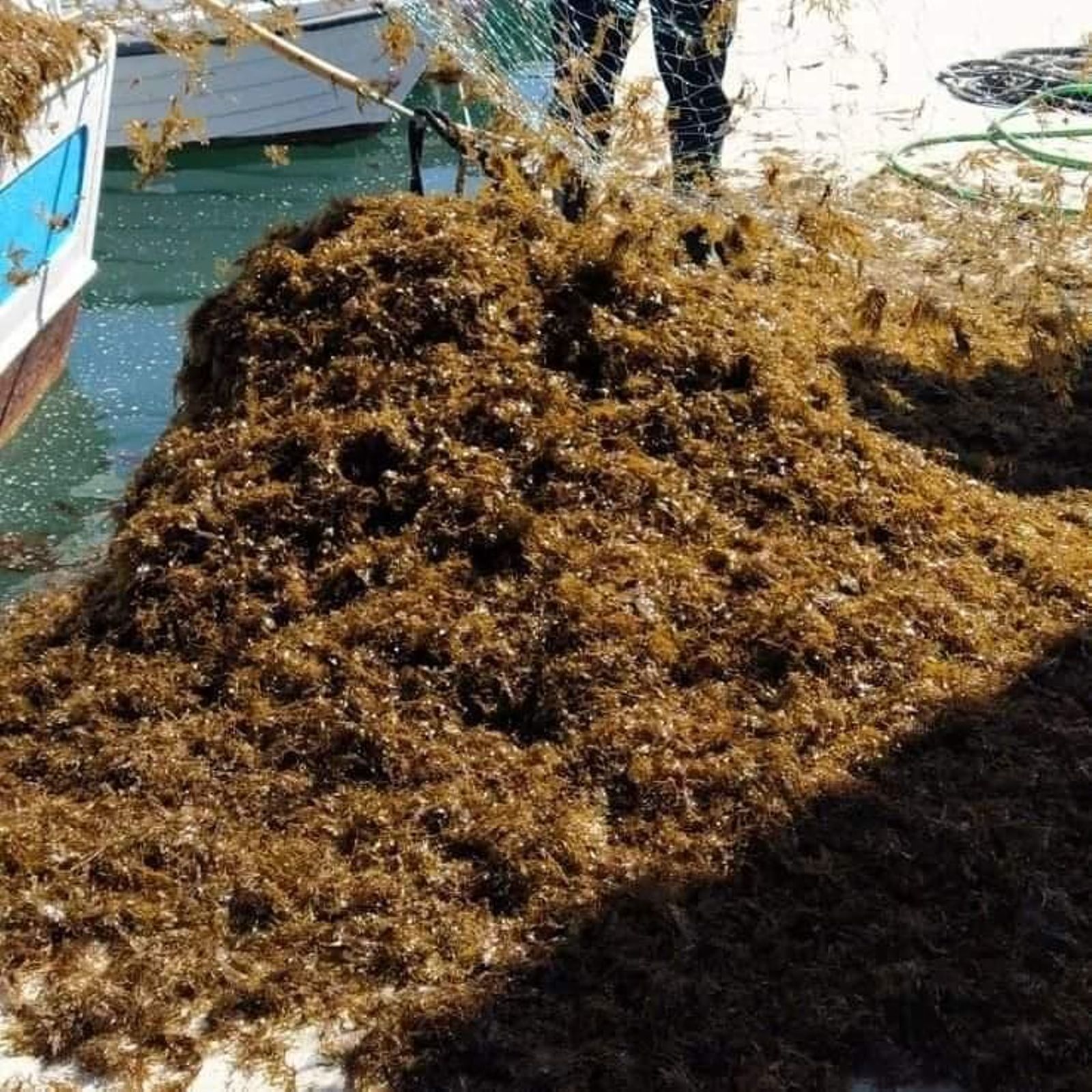 Una red de pesca llena de algas invasoras. Una red de pesca llena de algas invasoras.