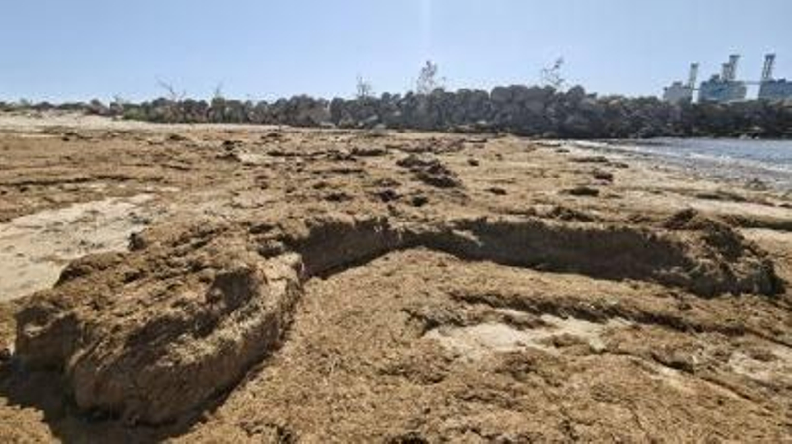 La playa de La Puntilla, llena de algas.