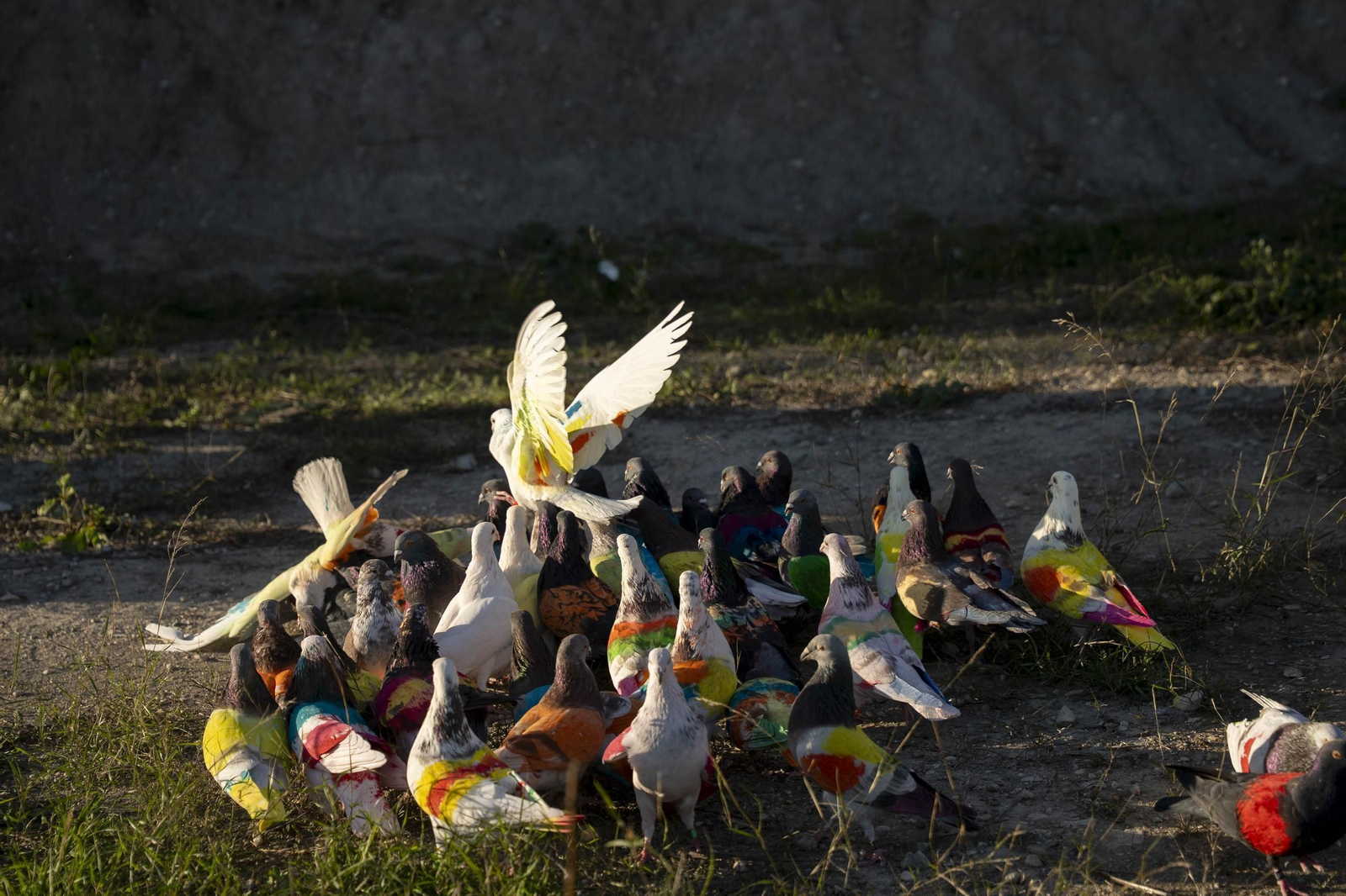 Las mejores imágenes de la suelta de palomos en la Feria de Albox