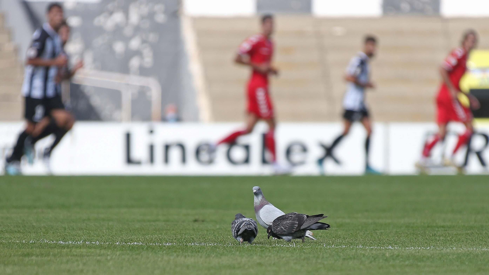Las mejores fotos de la Balona - Tamaraceite