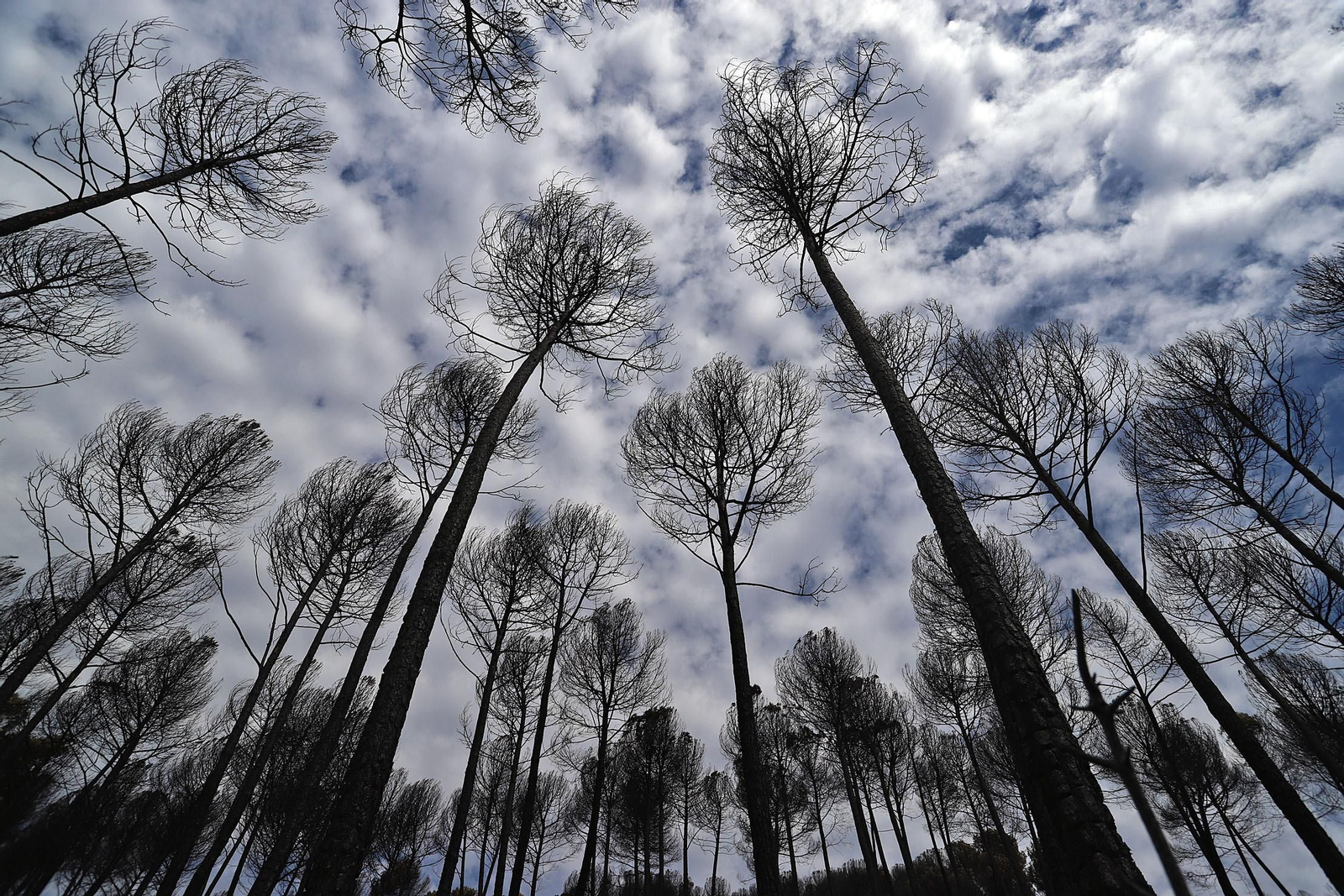 Imágenes de la devastación causada en los montes por el incendio de Almonaster la Real