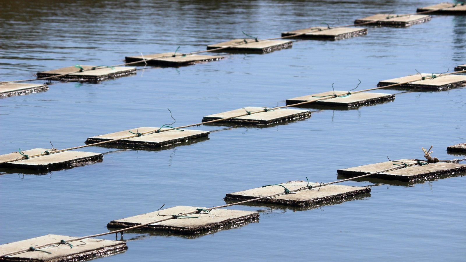 Corchos sobre los que cuelgan las mallas donde se cultiva la ostra francesa