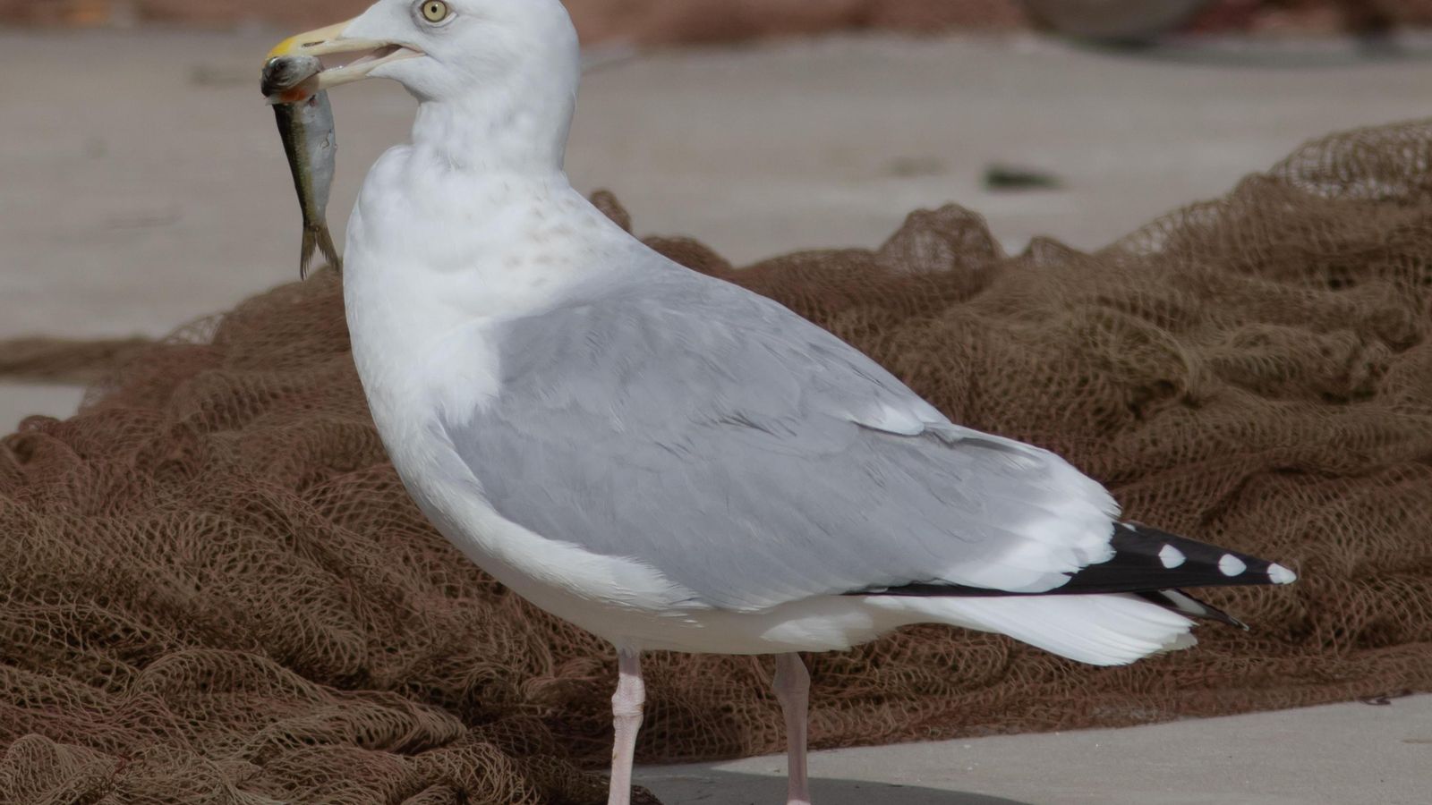 Gaviota alimentándose en el puerto de Málaga.