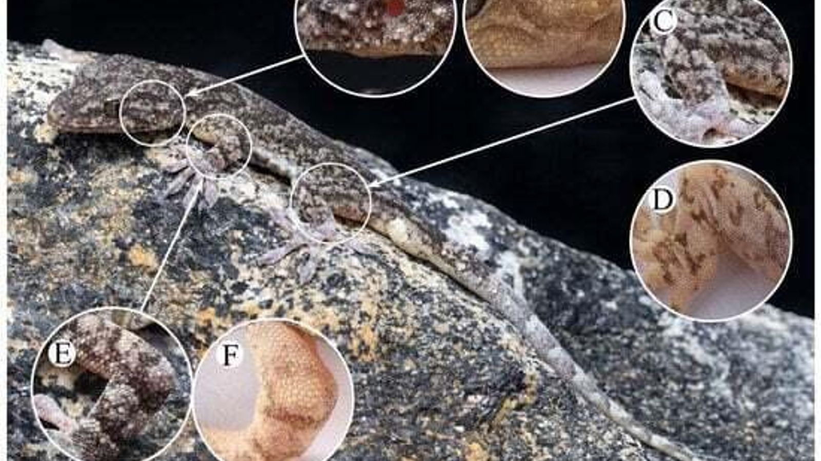 Extracto de la revista 'Animals'