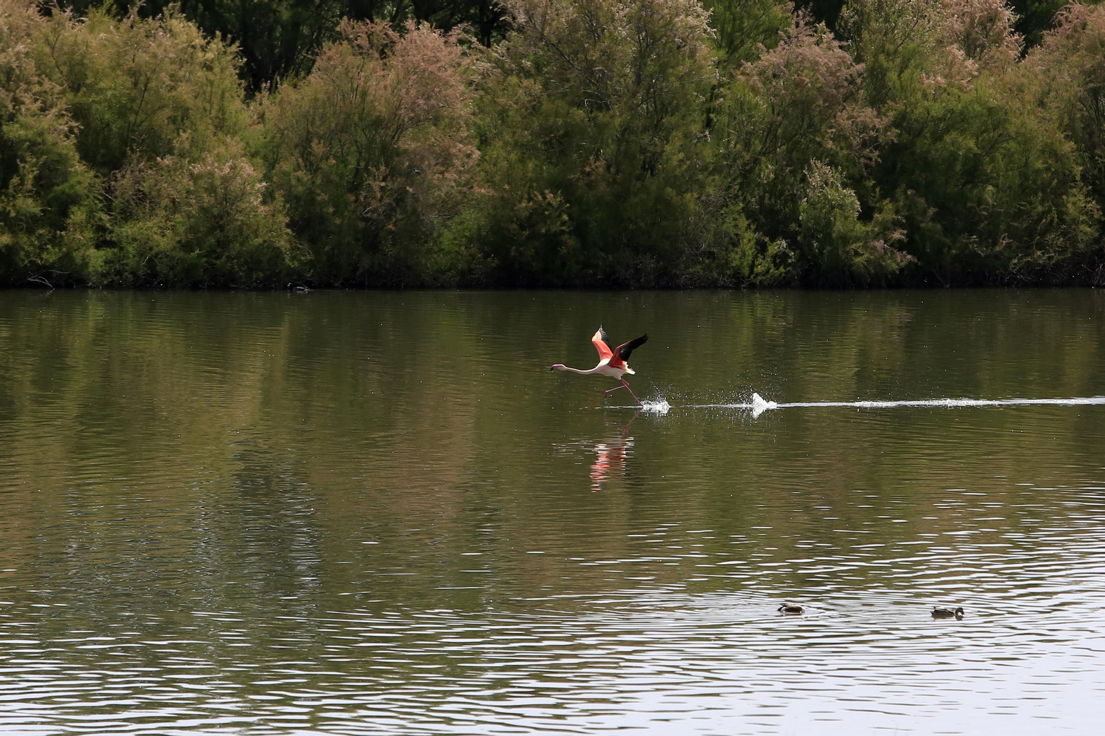 Los flamencos en la Laguna de Fuente de Piedra, en fotos