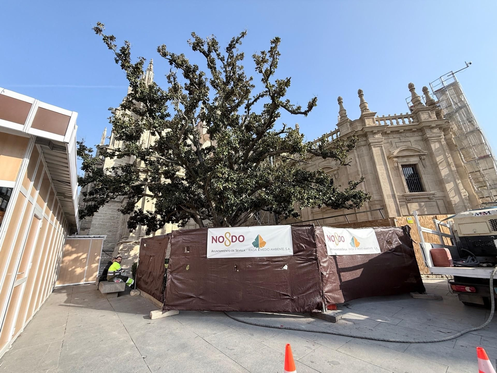 El magnolio de la Catedral.