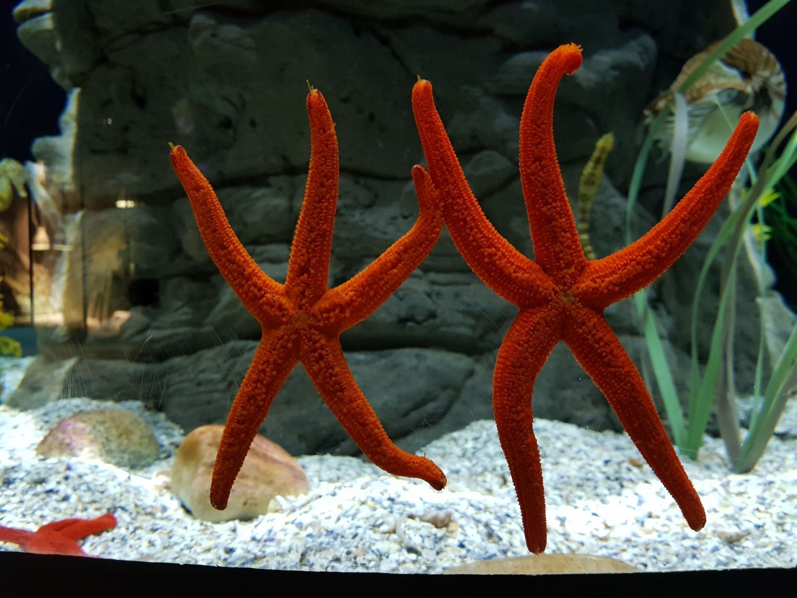 La estrella de mar será la protagonista de la nueva exposición del acuario para la Navidad y a la que dedicarán todas las actividades durante estas fechas tan especiales.