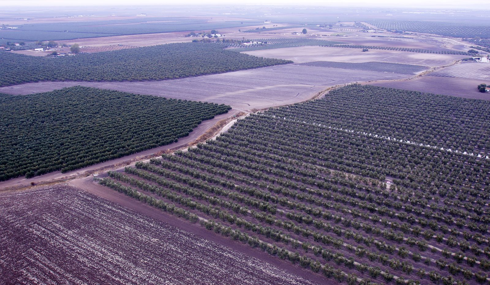 Reportaje sobre el aceite de oliva