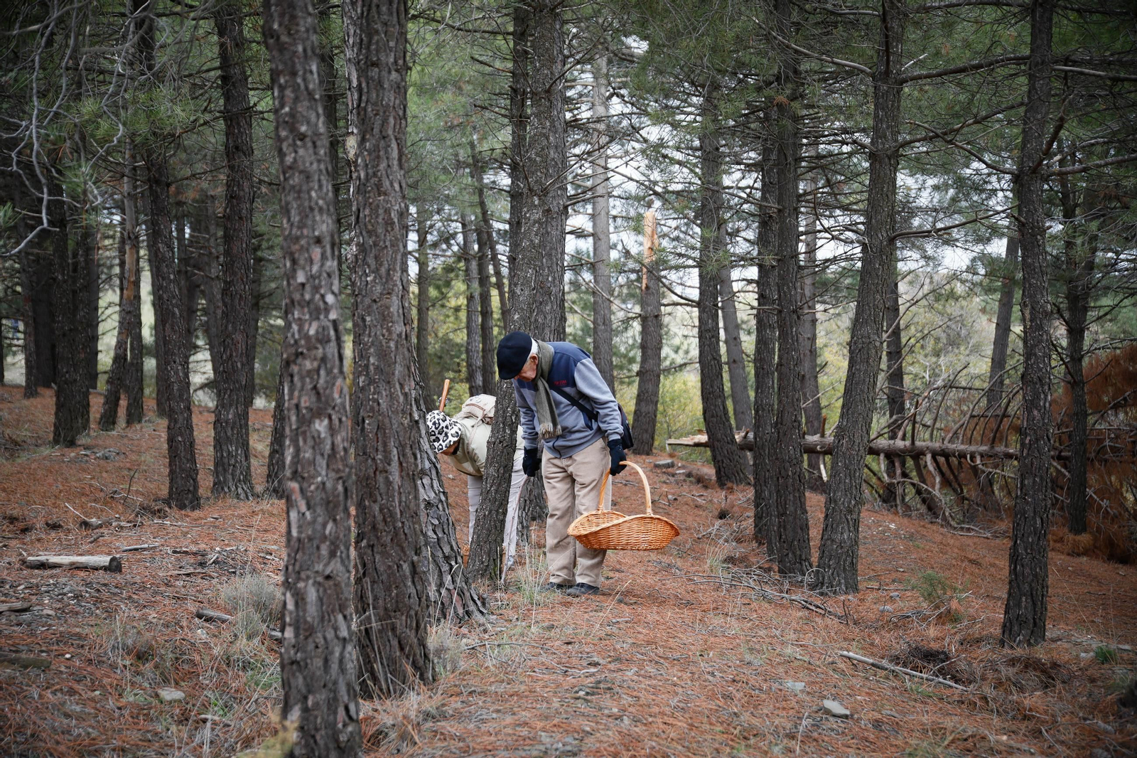 La ruta recolectora de setas en Abla por las XIX Jornadas Micológicas, en imágenes