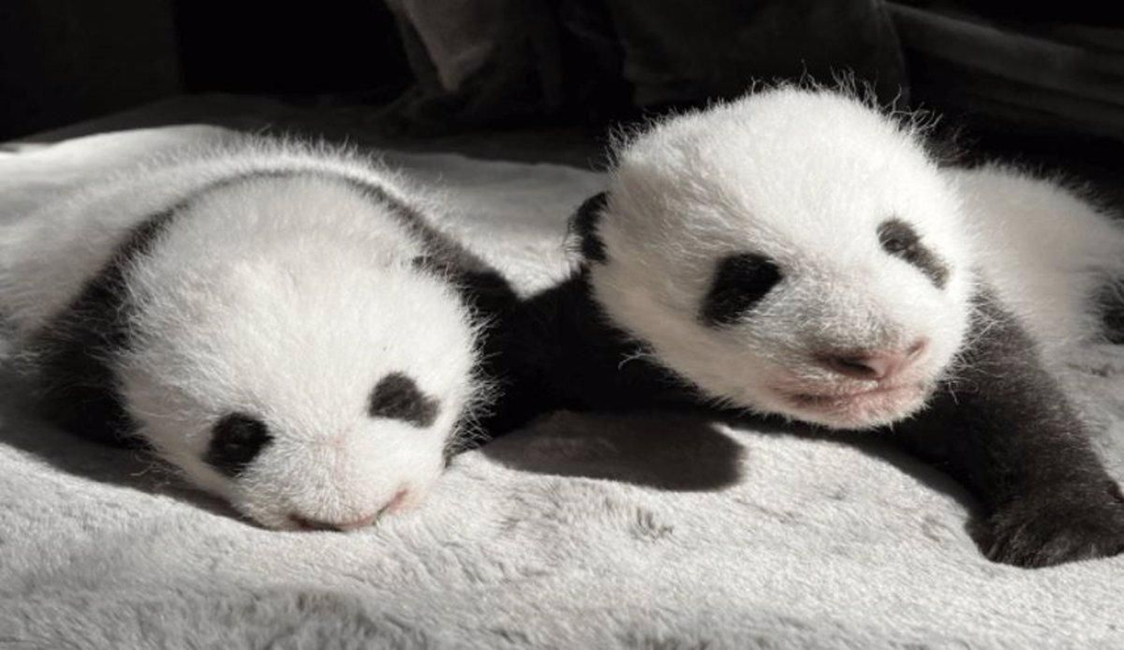 El Zoo Aquarium de Madrid cumple 50 años y presenta oficialmente a sus dos nuevos gemelos pandas