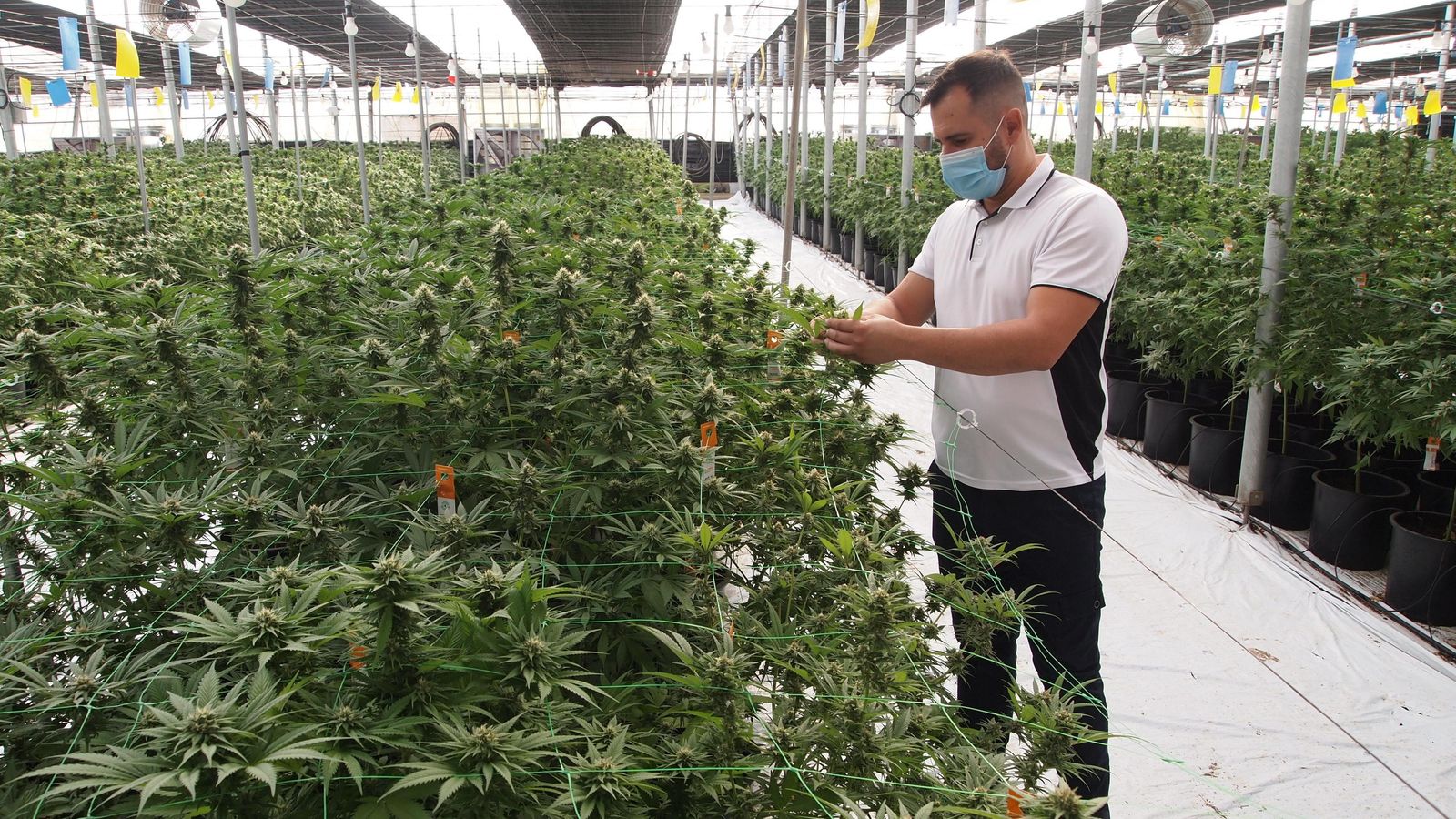 El responsable de la finca, Paco Pomares, supervisando el estado de las plantas