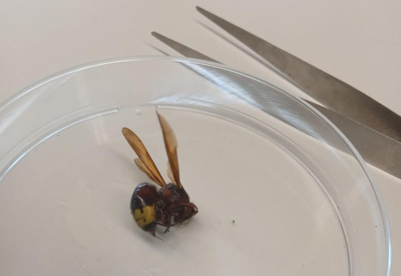 Un ejemplar de avispón oriental