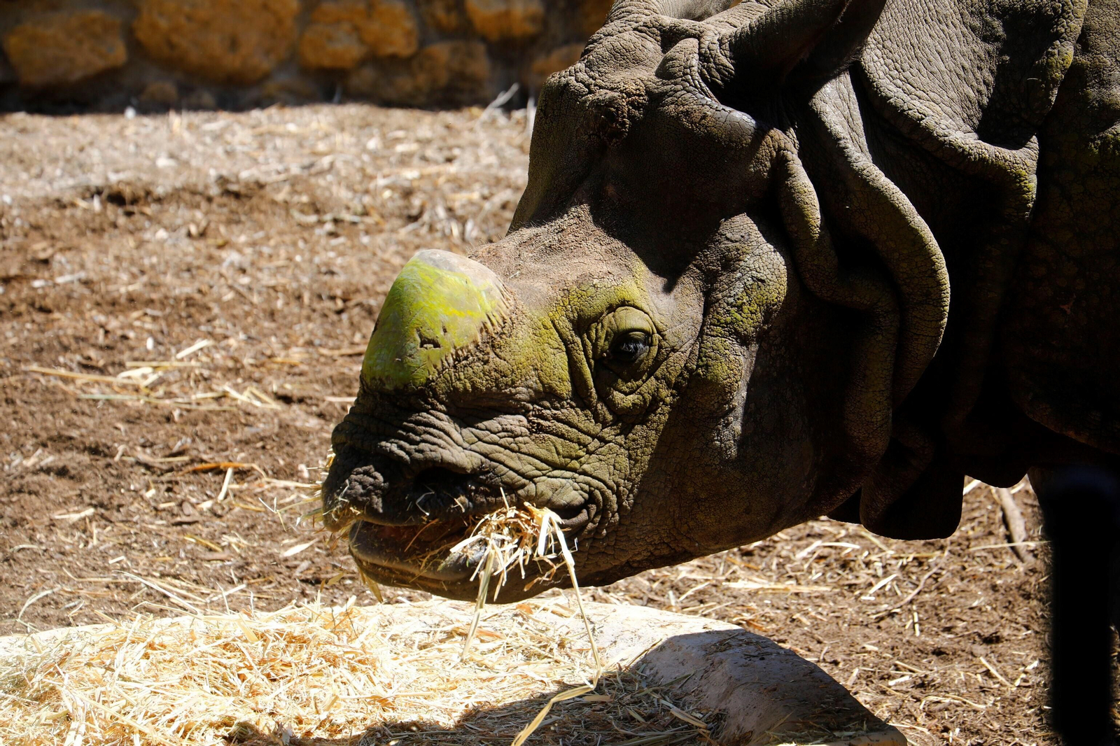 Así es Manas, el rinoceronte indio del Zoo de Córdoba