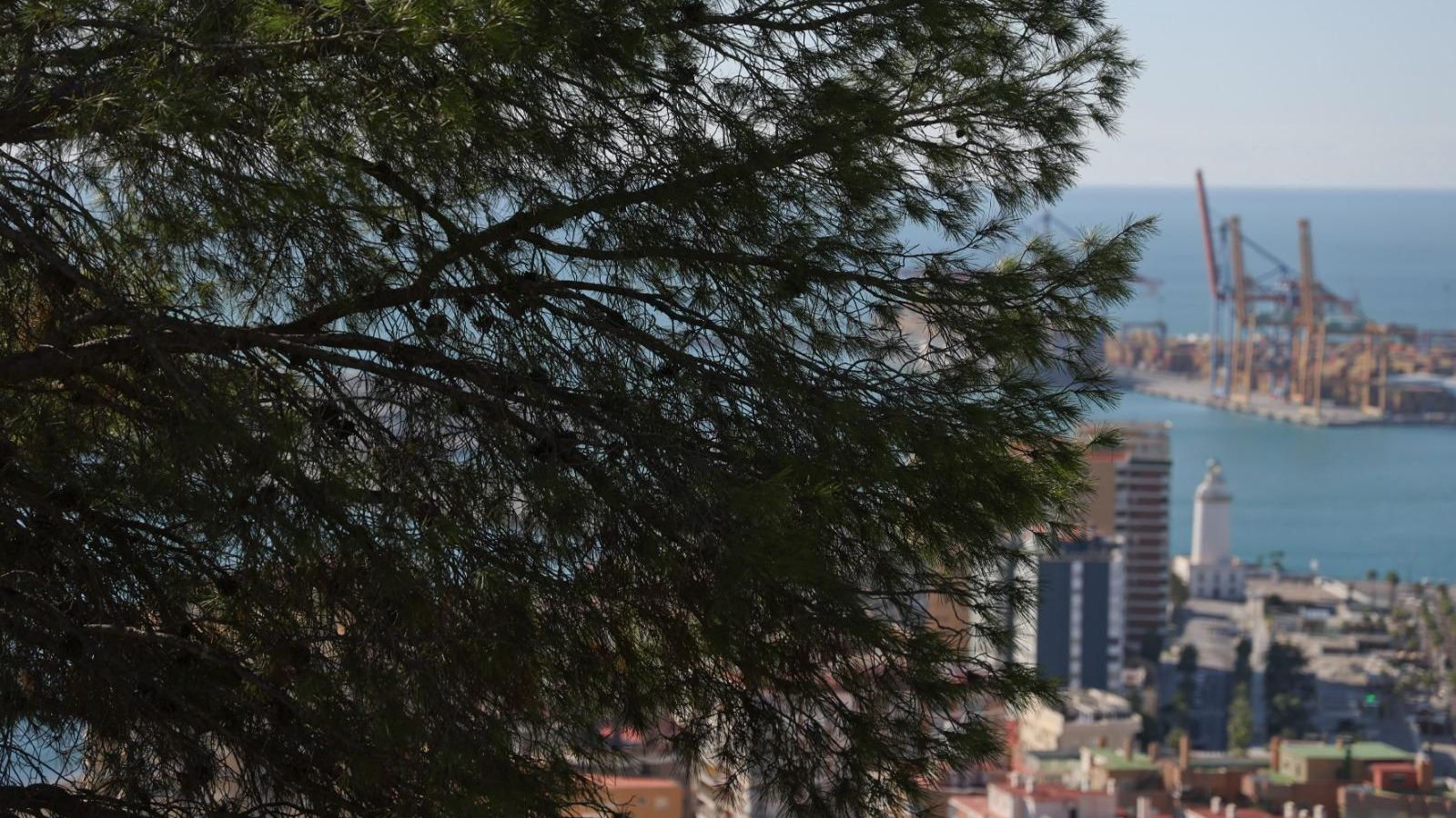 Pinos en Málaga ciudad