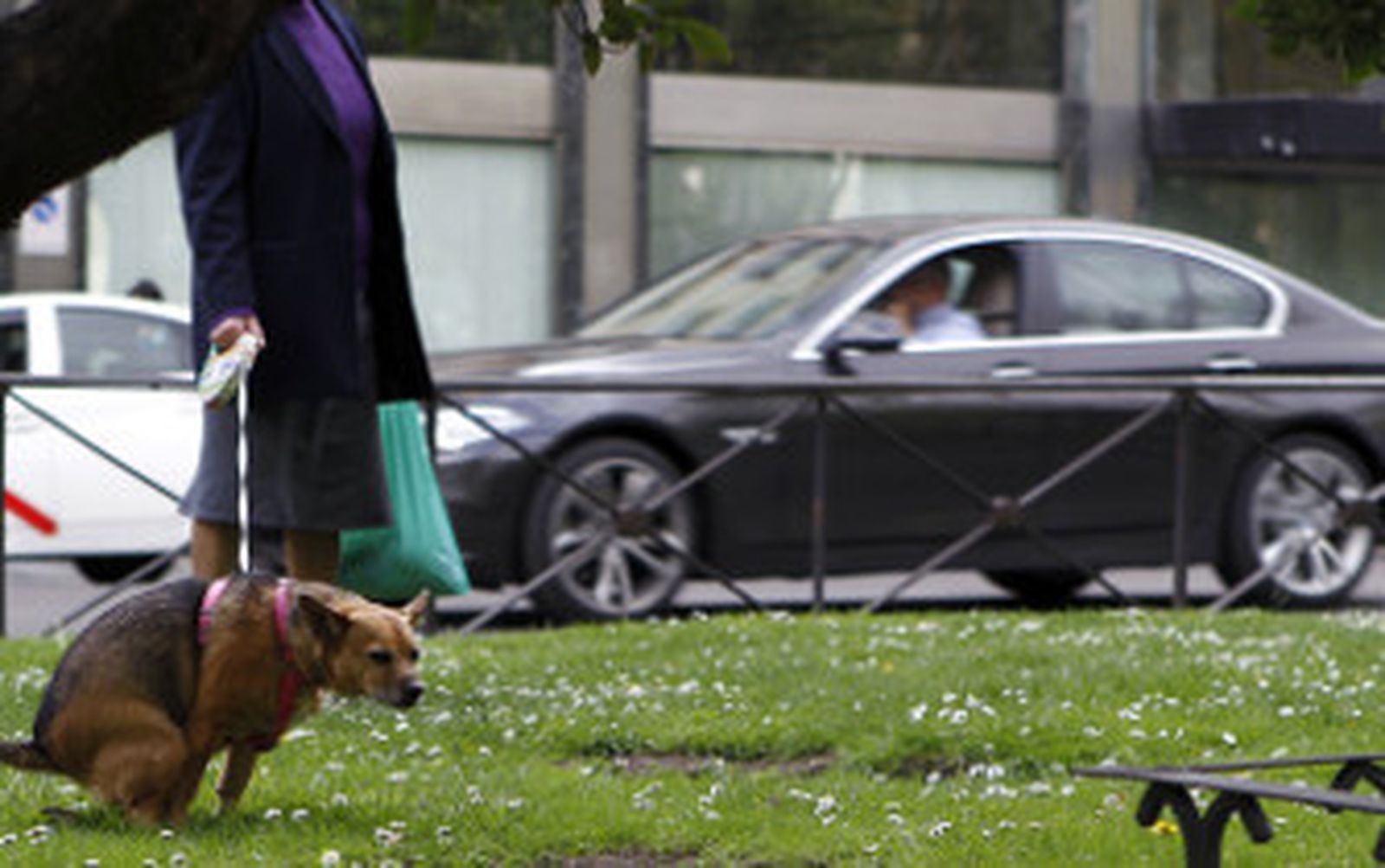 Los veterinarios se oponen a la identificación de mascotas por el ADN