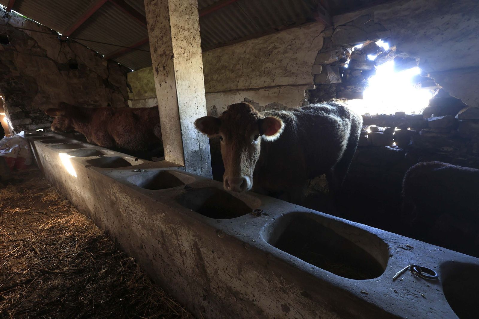 Las fotografías de la ganadería de Luis Benítez en Tarifa