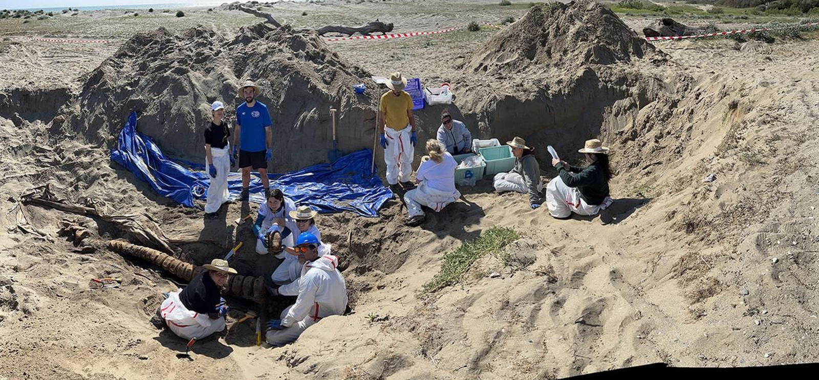 El equipo que trabaja en la exhumación del rorcual.