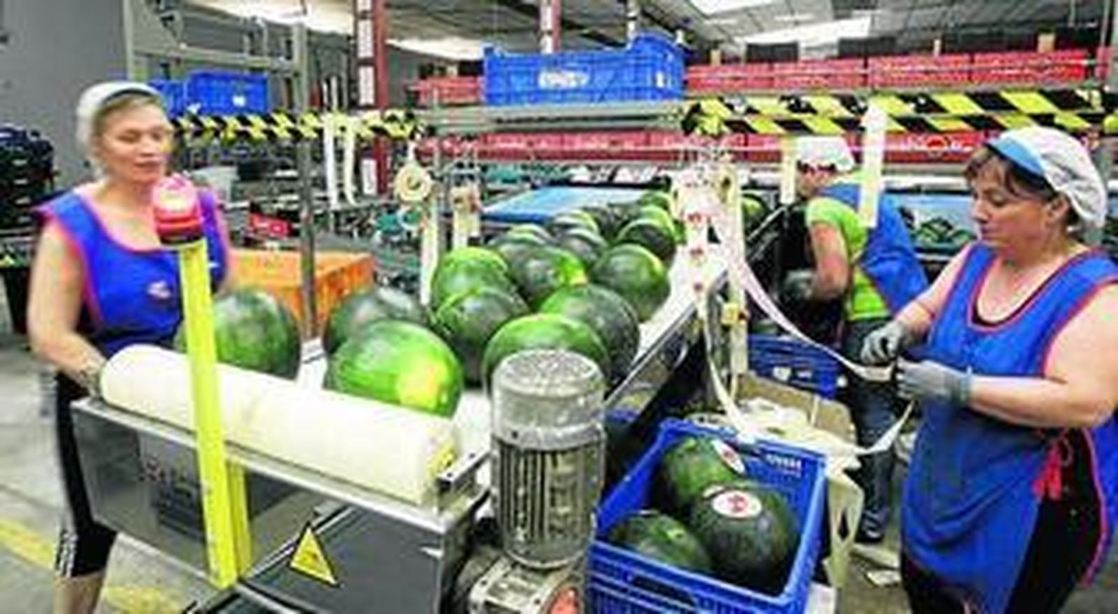 El Grupo AGF ya ha comenzado a comercializar su sandía marca Fashion.