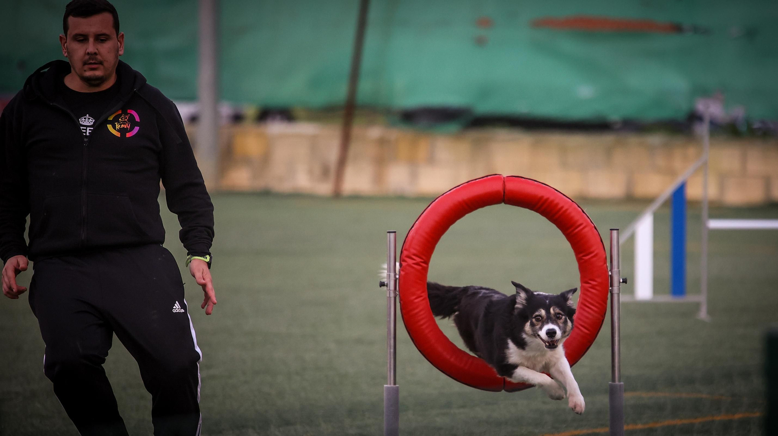 Habilidad canina en la prueba puntuable para el Campeonato de España de 'Agility' celebrado en Jerez Espectaculares las pruebas de disciplina canina puntuables para el Campeonato de España de Agility