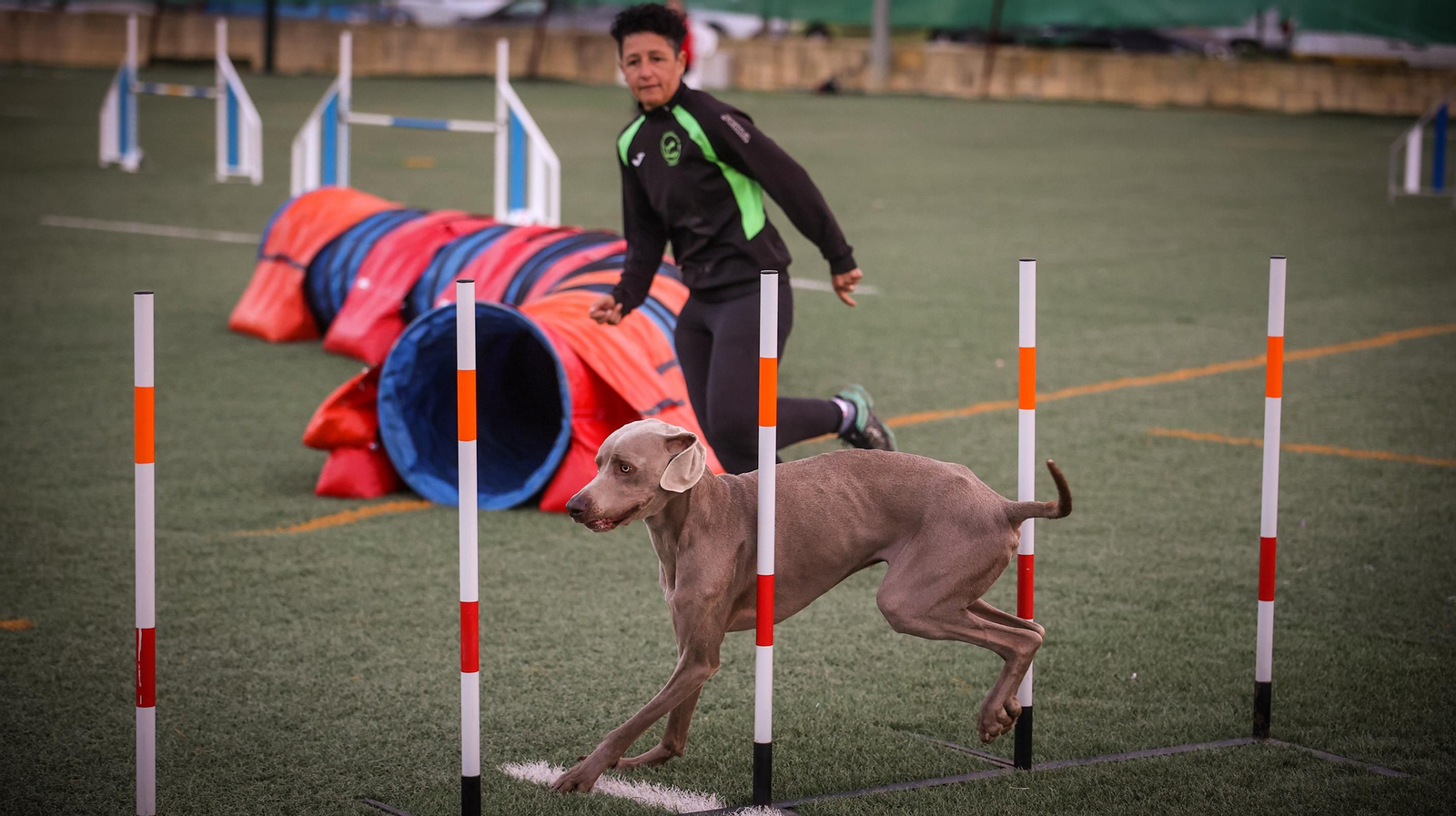 Habilidad canina en la prueba puntuable para el Campeonato de España de 'Agility' celebrado en Jerez Espectaculares las pruebas de disciplina canina puntuables para el Campeonato de España de Agility
