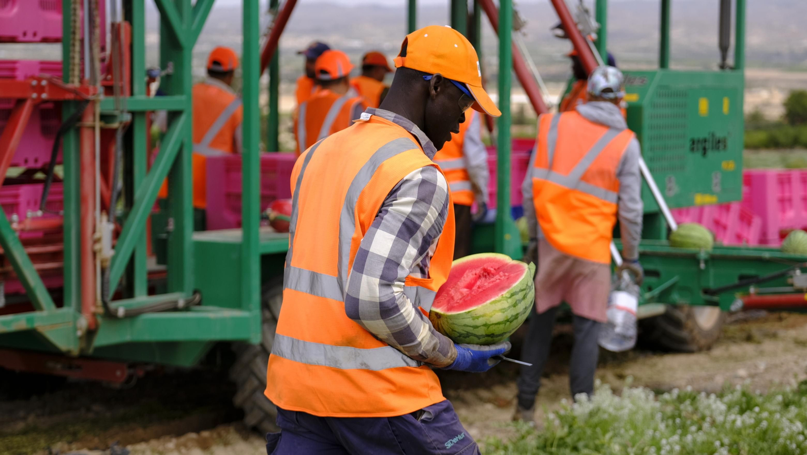 La sandía y el melón de Huércal Overa, manjares en imágenes
