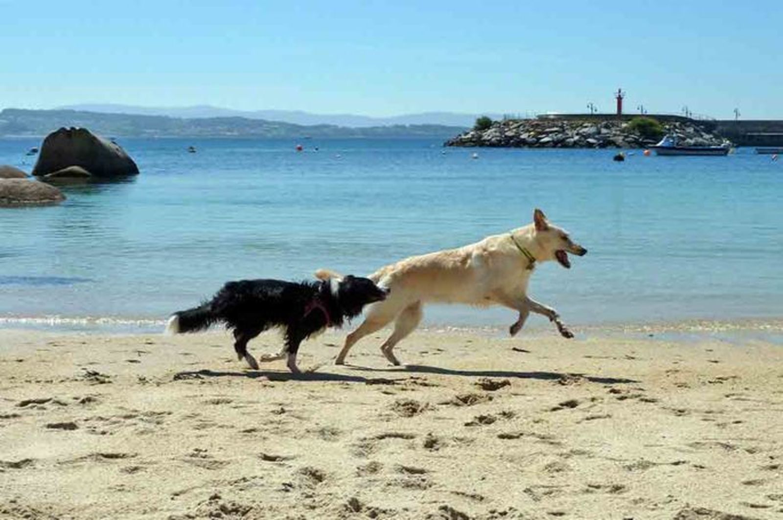 Playas para perros en Galicia