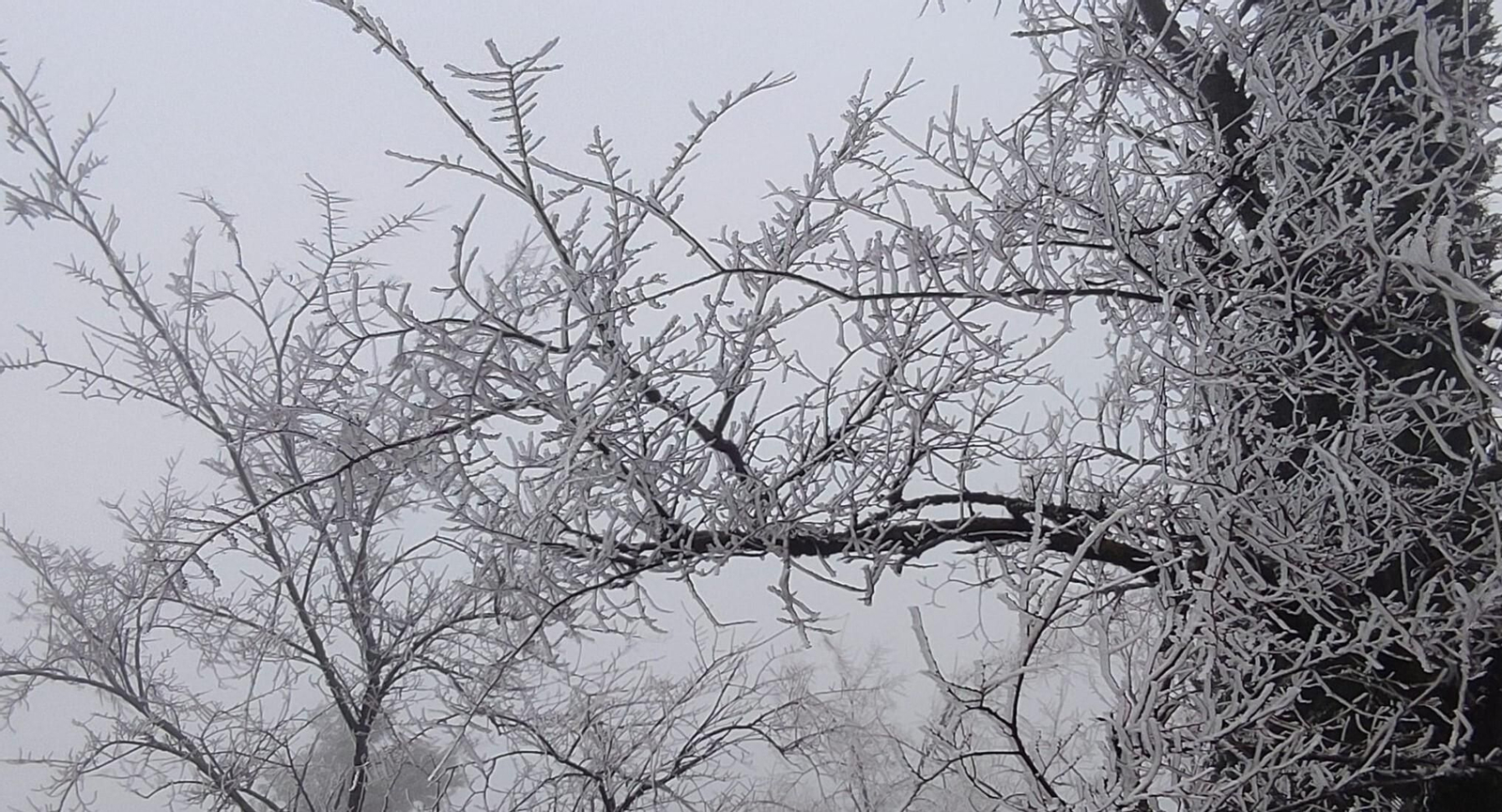 Formación de hielo en la vegetación.