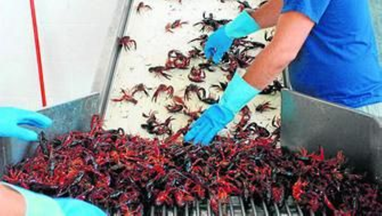 'Cangrejeando' al frente