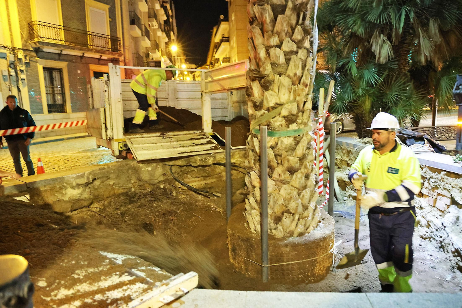 Las mejores imágenes de la plantación de la nueva palmera de Huelvaga