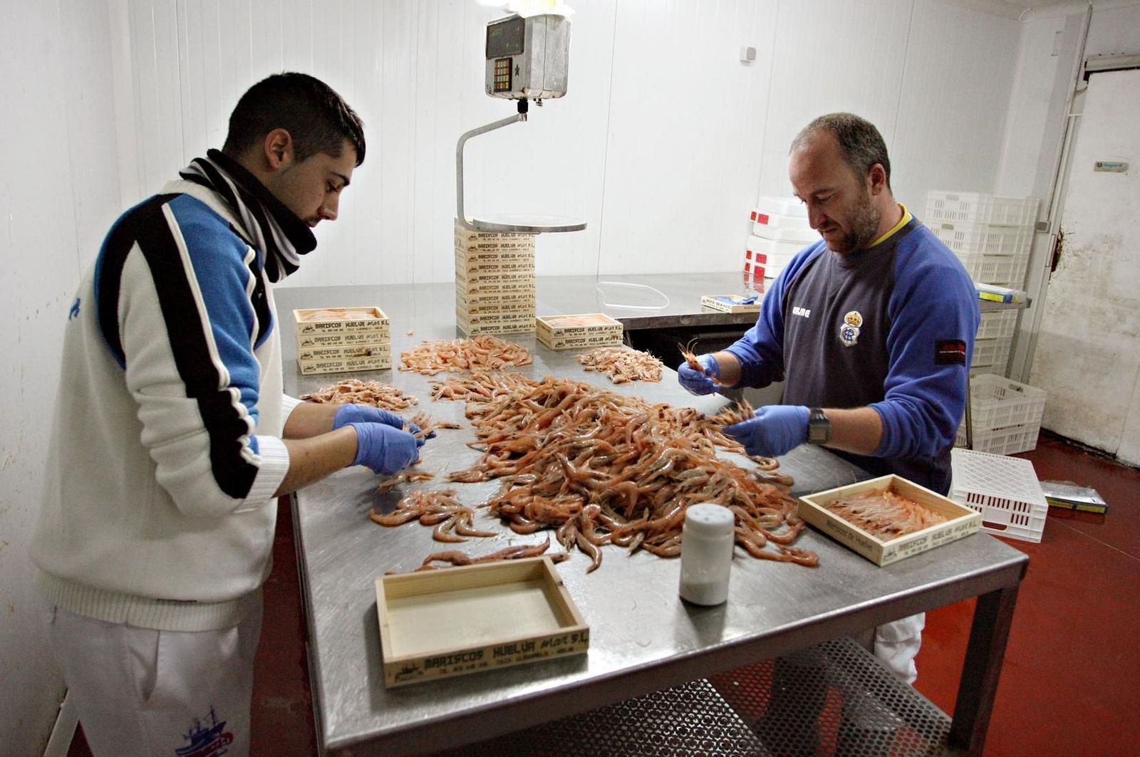 Clasificación de gamba de Huelva recién capturada para su venta.