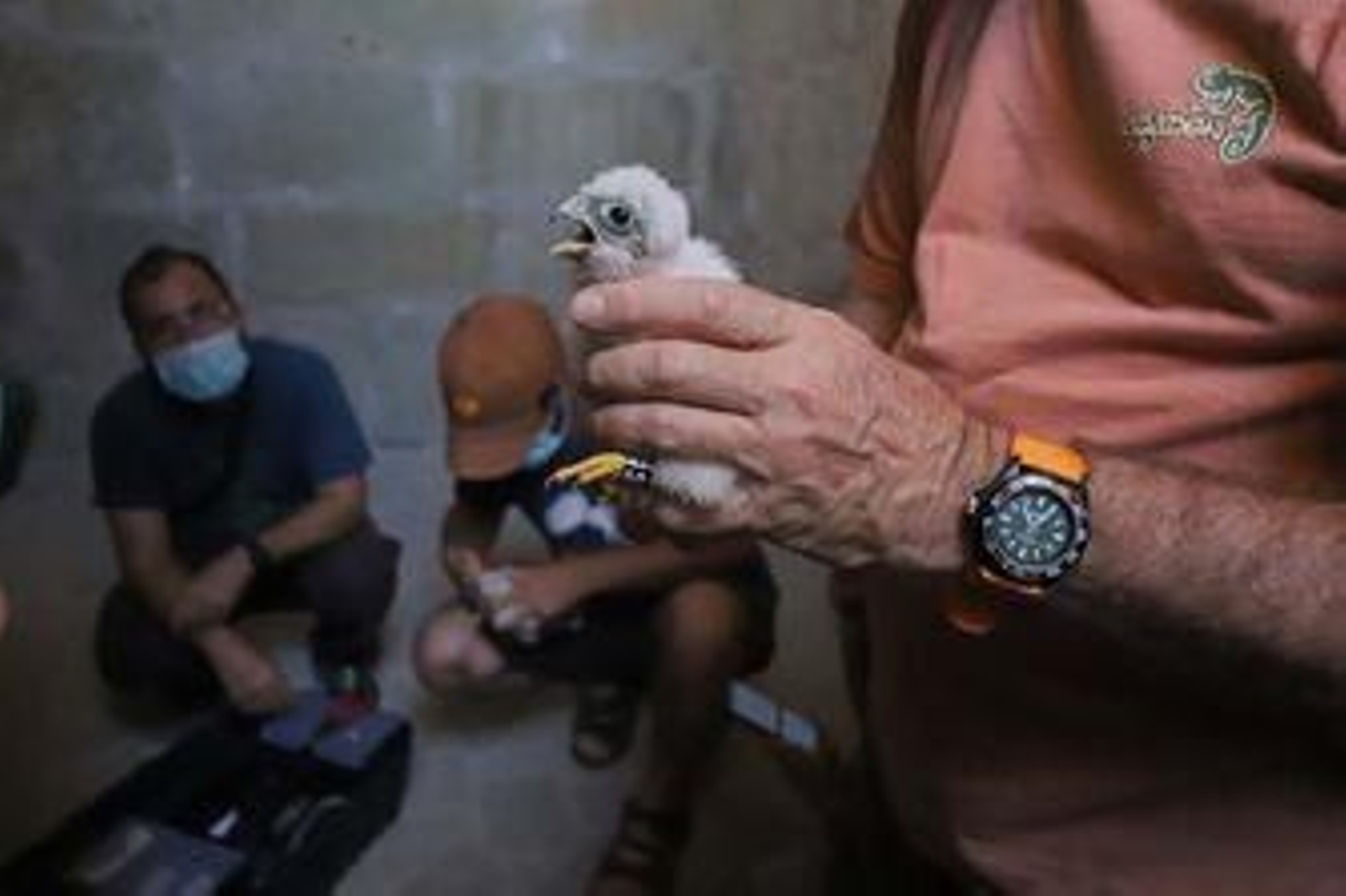 Los miembros de Tumbabuey anillan las aves en la parroquía de San Isidro Labrador.