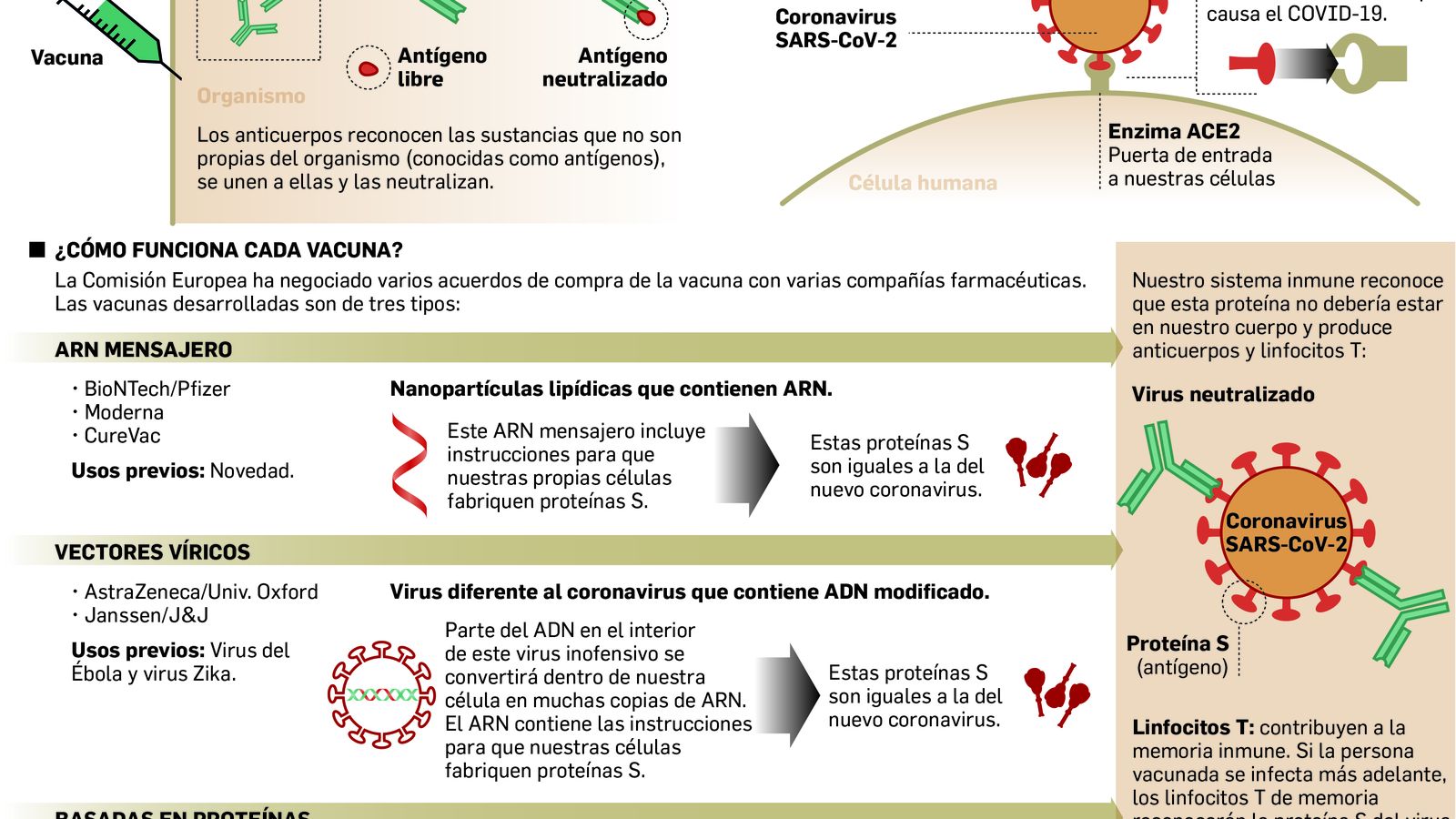 Así actúan las vacunas frente al Covid.