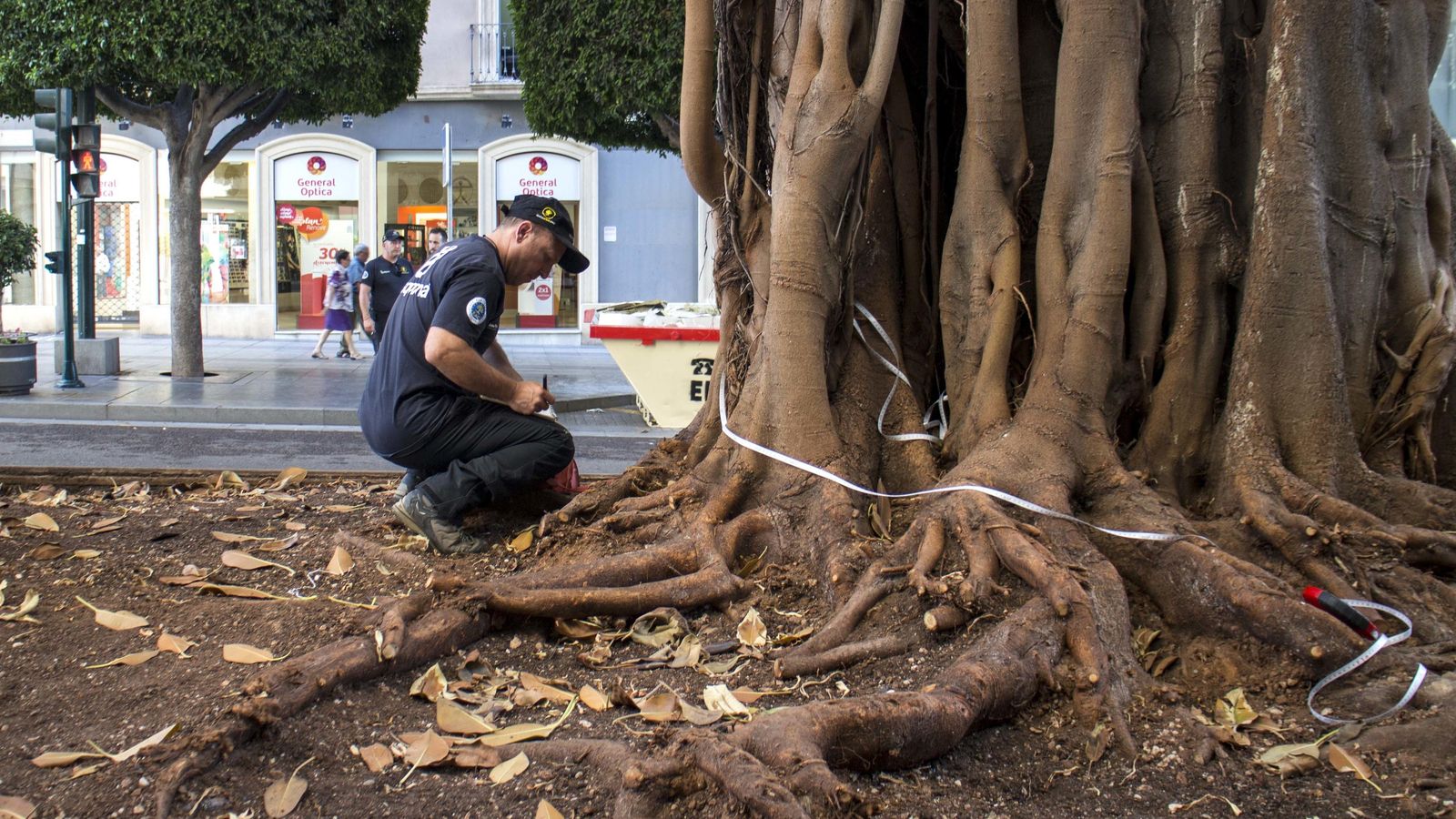 Uno de los técnicos de la empresa contratada el año pasado mide el tronco del ficus del Paseo