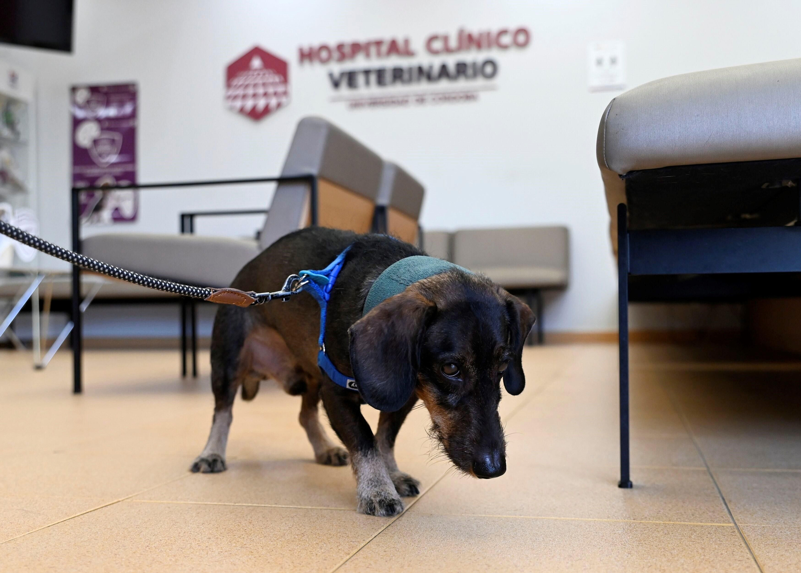 El Hospital Veterinario de la Universidad de Córdoba, en imágenes