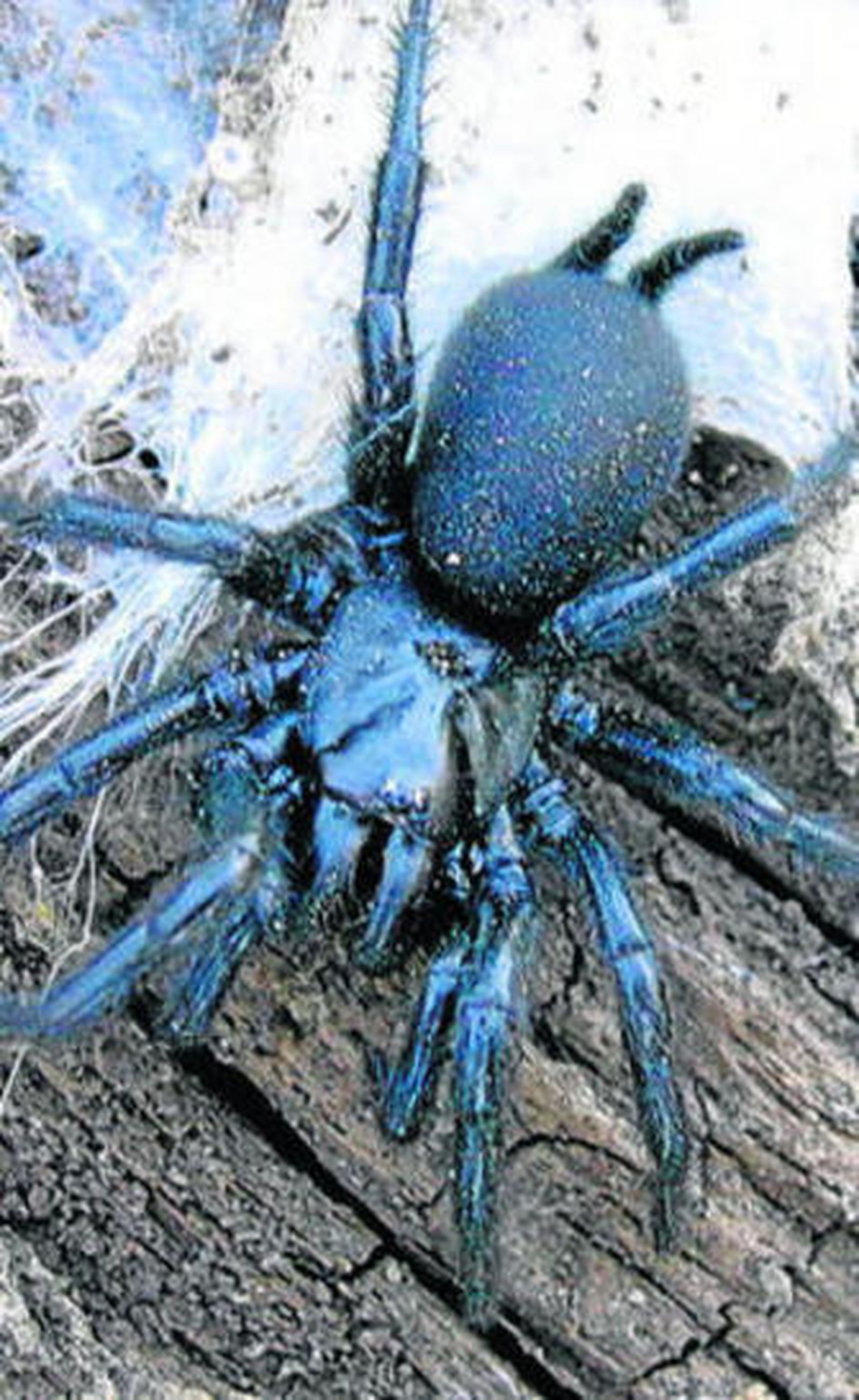 Araña negra de Los Alcornocales.