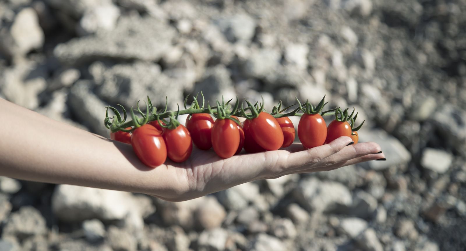 Karamel Rome es el nuevo cherry de Keops Agro