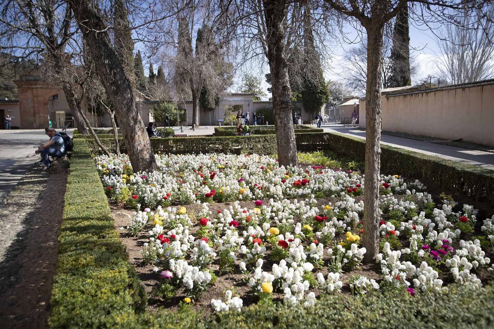 La Alhambra en flor...de invierno: las imágenes