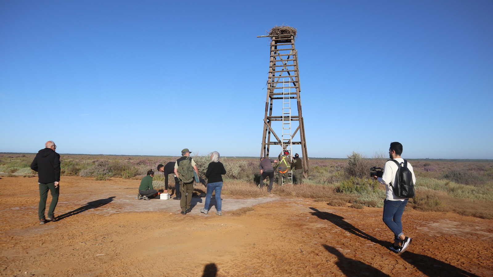 Anillamiento de tres pollos de águila pescadora nacidas en el Paraje Natural Marismas del Odiel