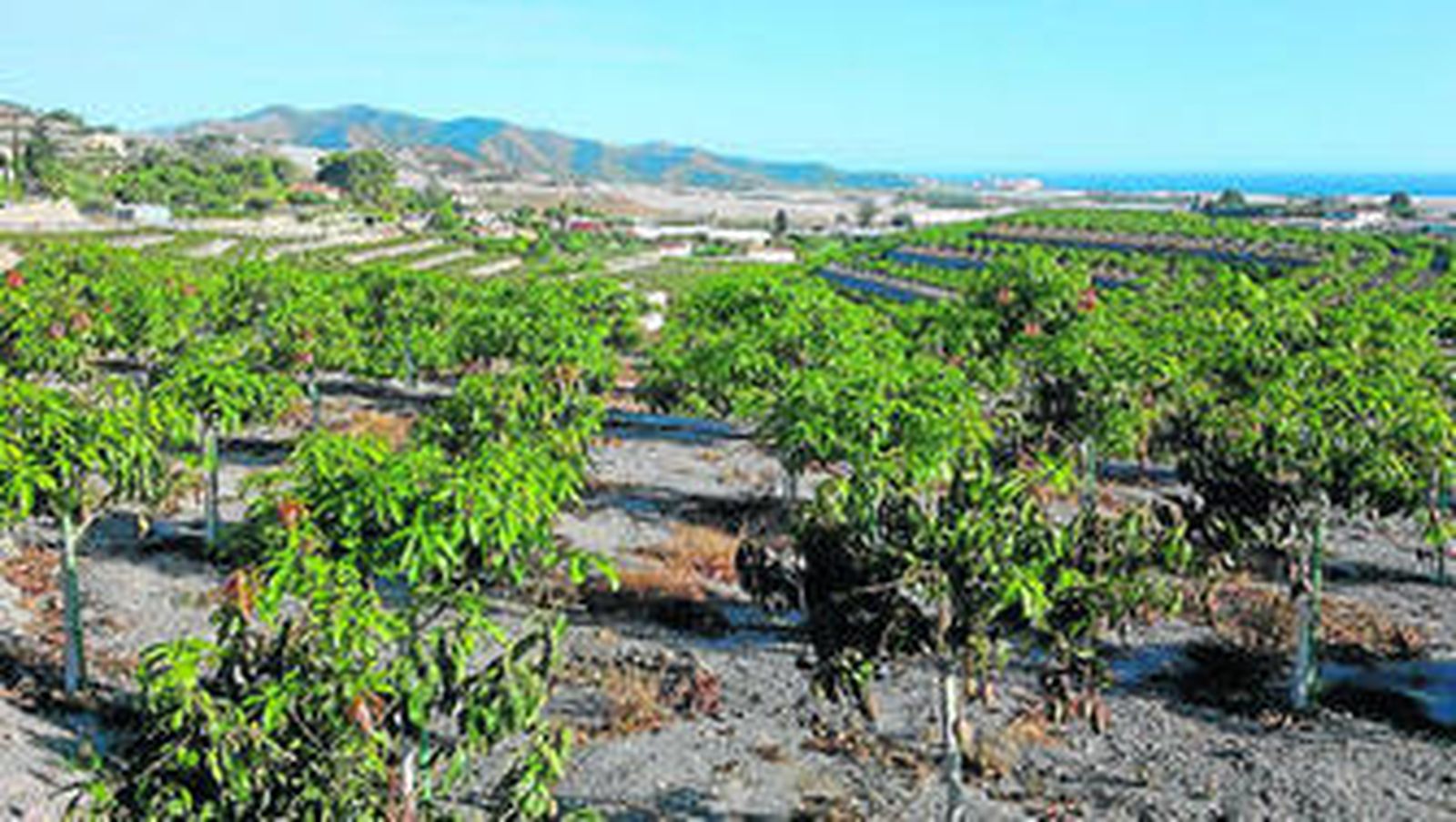 Producciones de chirimoya en la Costa Tropical granadina.