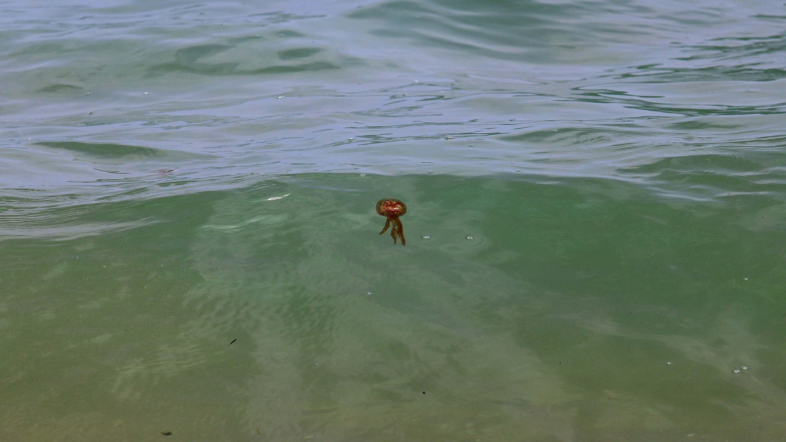 Fotos de la invasión de medusas en las playas del Campo de Gibraltar