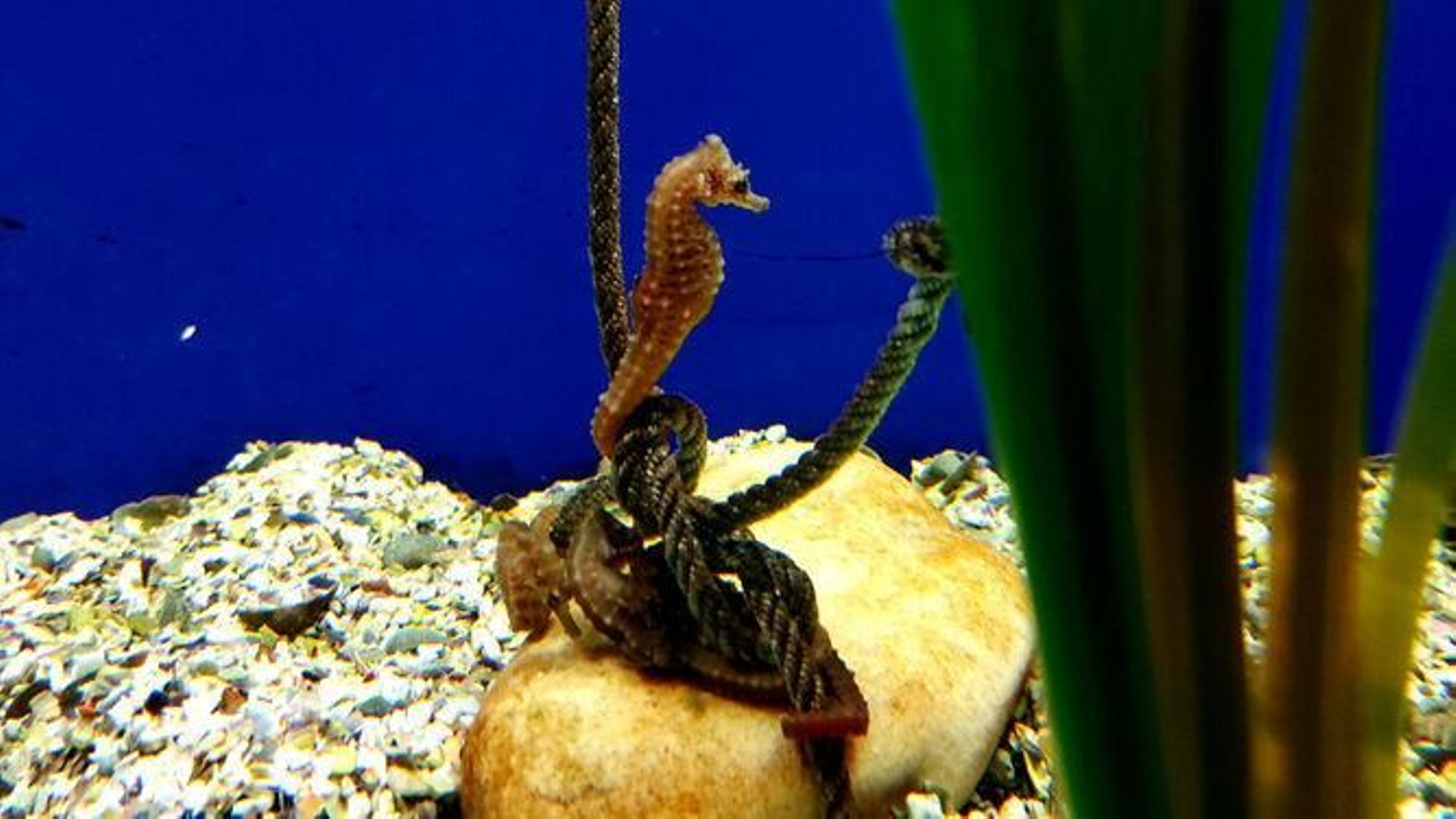 Cría de caballito de mar en el Acuario de Sevilla.