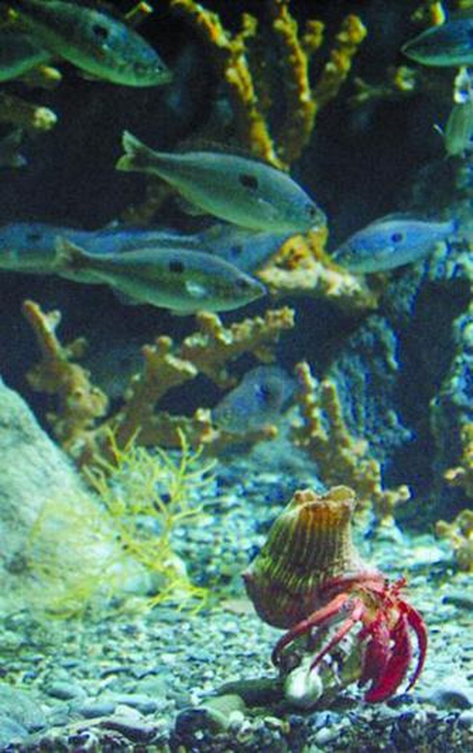 El Archipiélago Indo-Australiano presenta mayor diversidad.