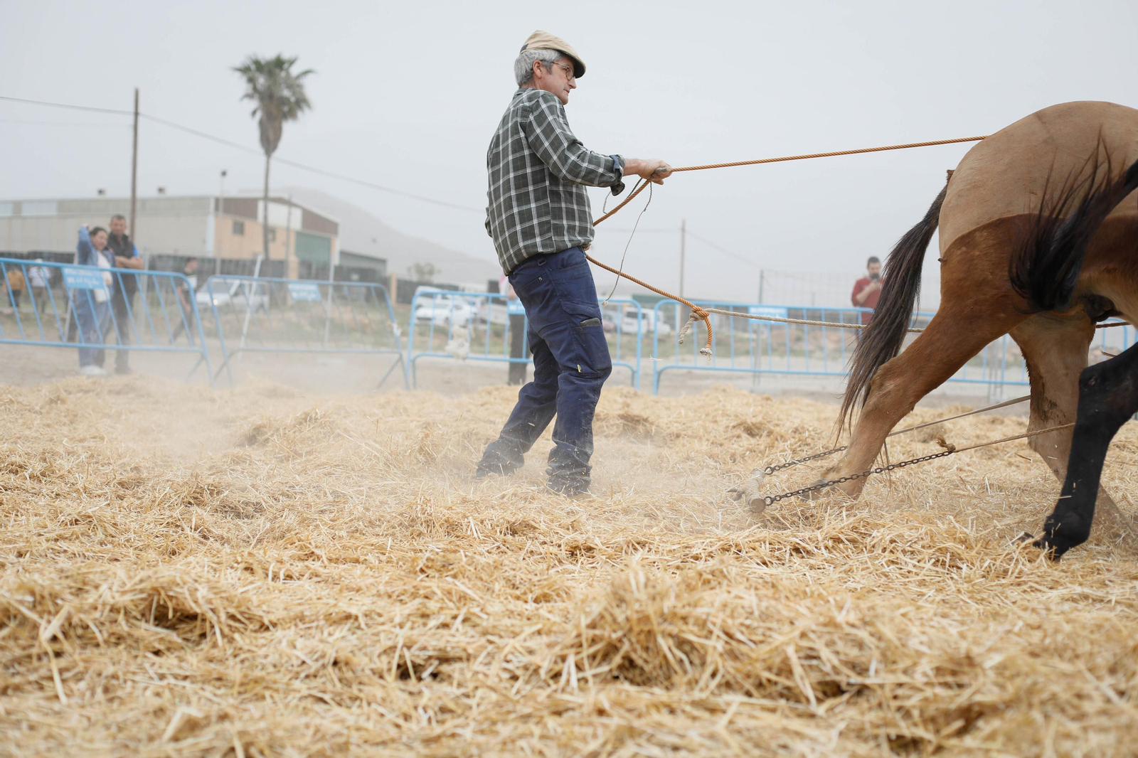 Galería de la Feria  de ganado en Tarambana