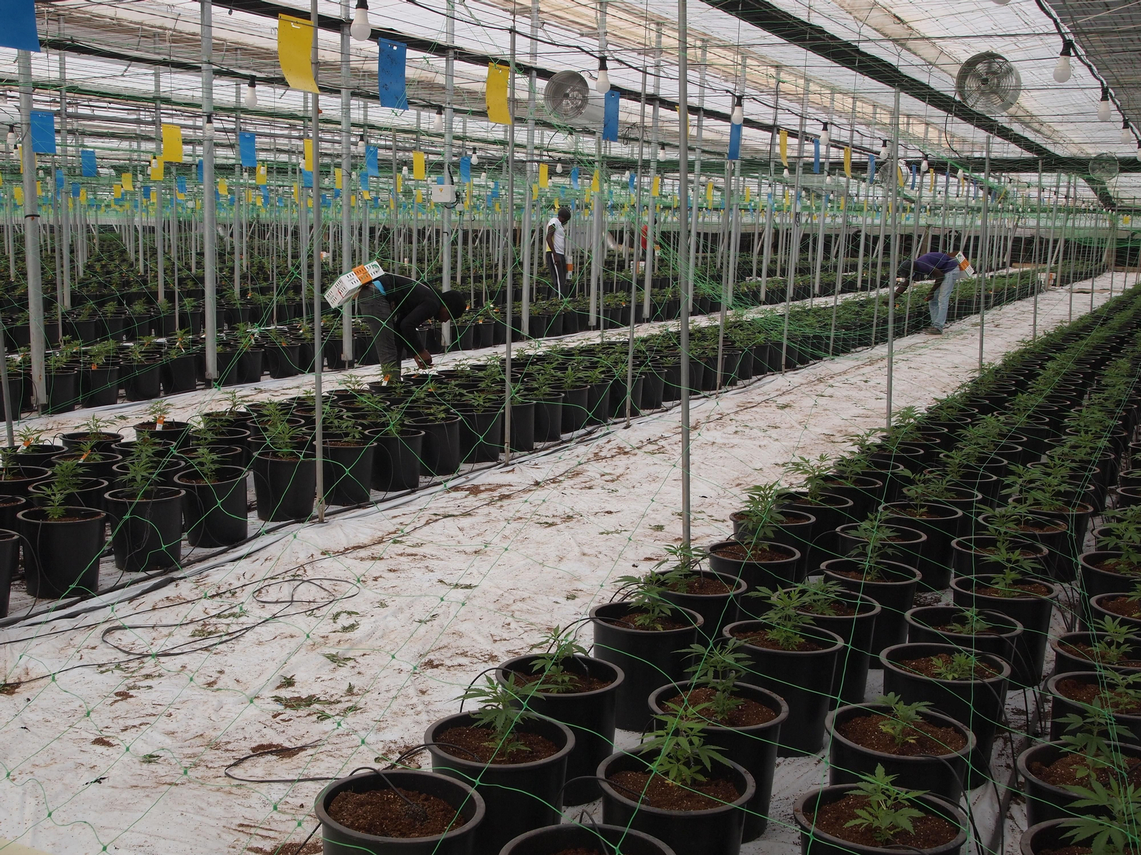 Viaje al interior de los invernaderos de última generación para el cultivo del cáñamo