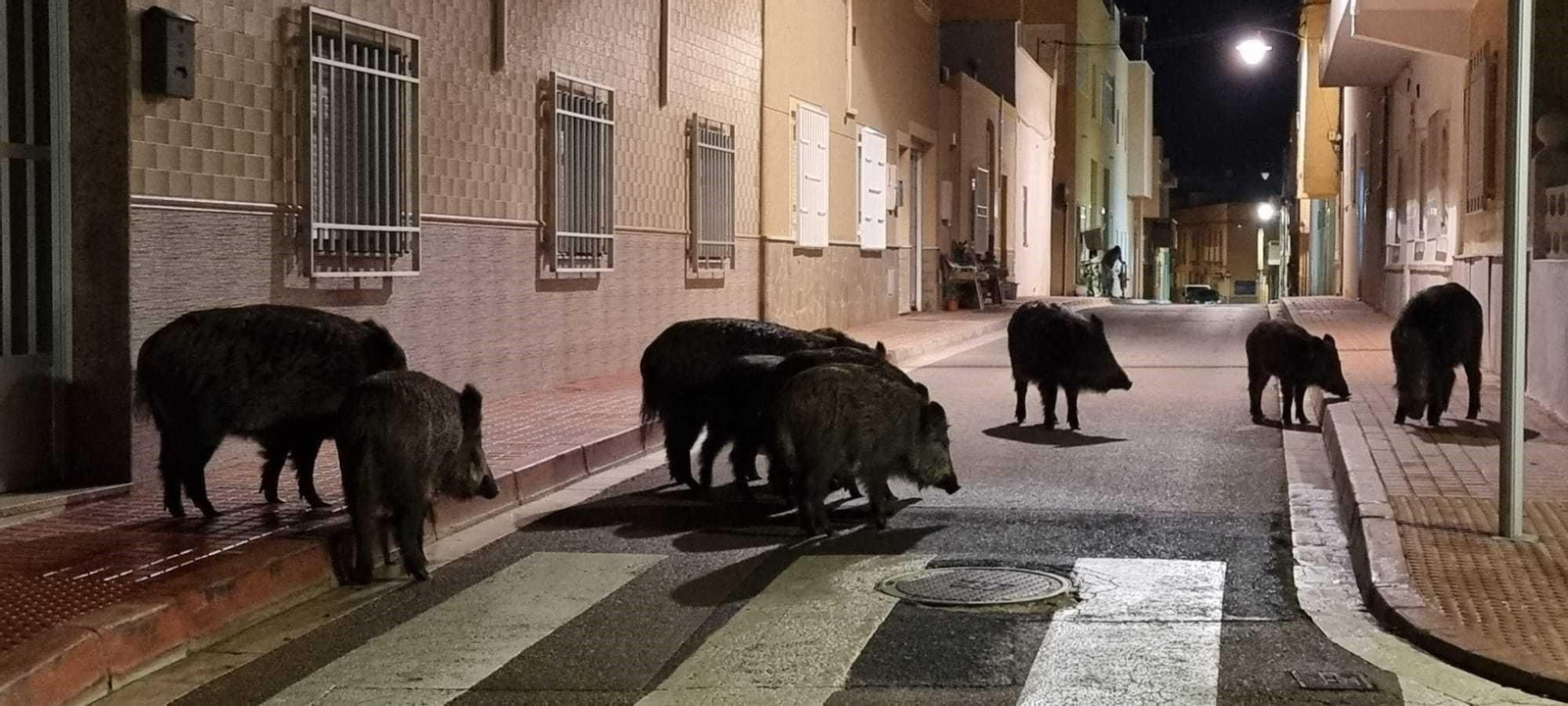 Estampas como ésta en el núcleo urbano de Cabo de Gata han dejado de ser prácticamente diarias.
